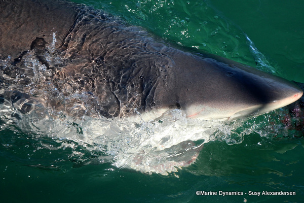 Bronze whaler shark, South Africa